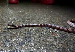 Image of Oriental Odd-tooth Snake