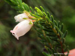 Imagem de Erica oatesii var. oatesii