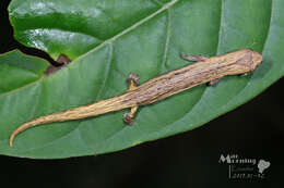 Imagem de Bolitoglossa palmata (Werner 1897)