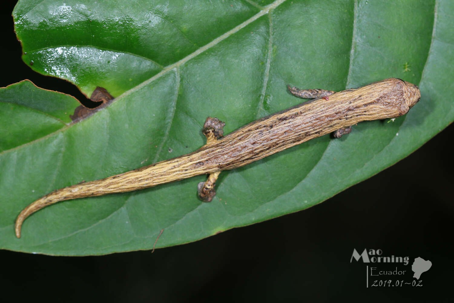 Imagem de Bolitoglossa palmata (Werner 1897)