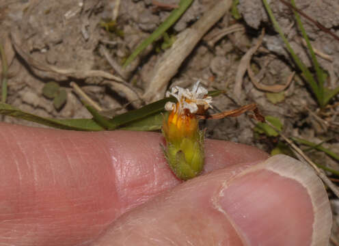 Image de Philoglossa mimuloides (Hieron.) H. Rob. & Cuatrec.