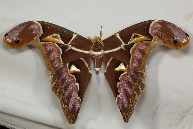 Image of Archaeoattacus staudingeri Rothschild 1895