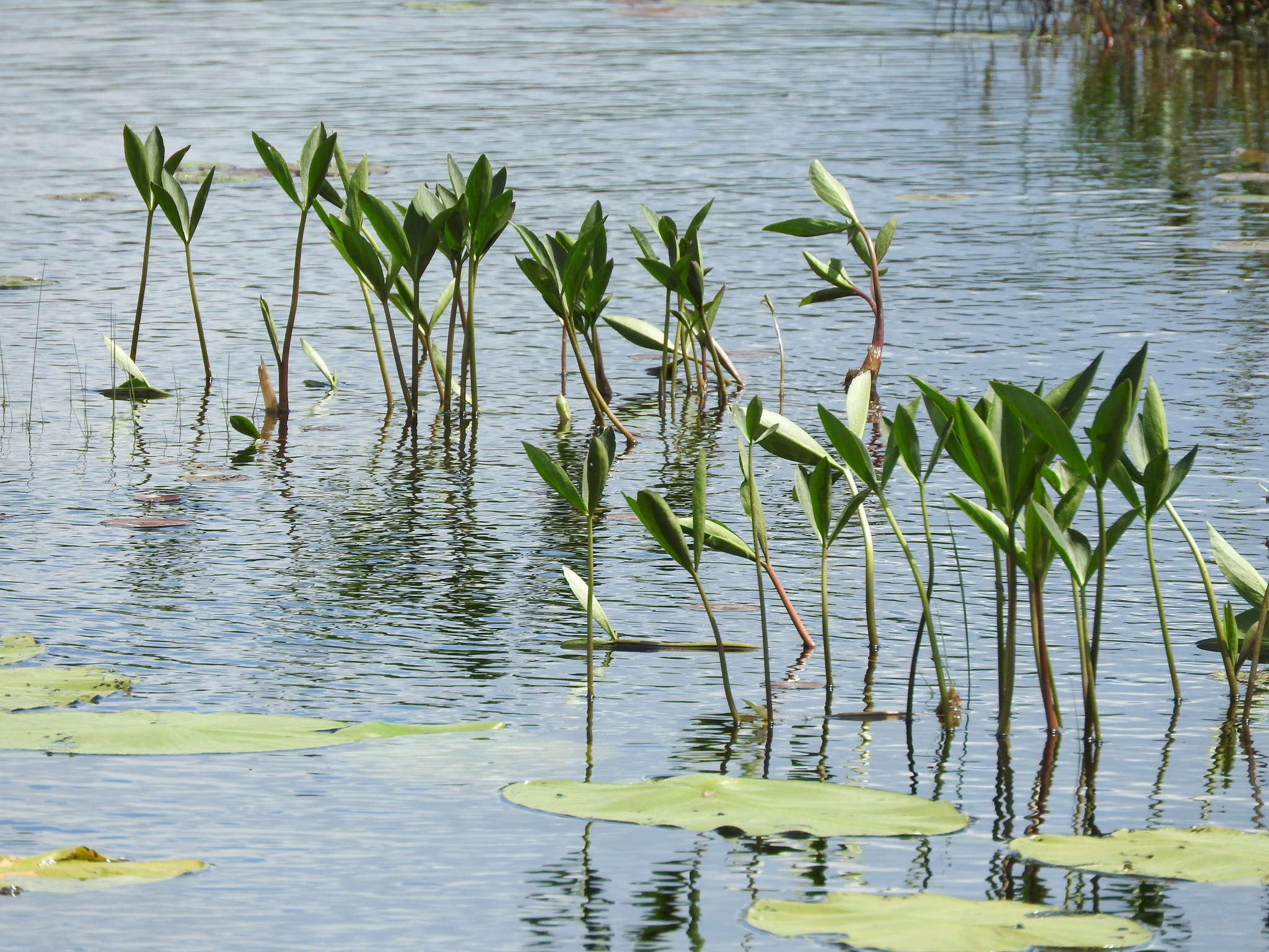 Image of bogbean