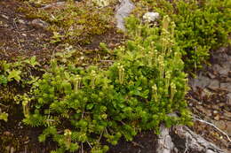 Image of Yellow Mountain-Heath