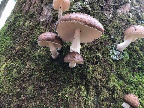 Image of Oudemansiella cubensis (Berk. & M. A. Curtis) R. H. Petersen 2010