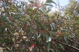 Image of coral gum