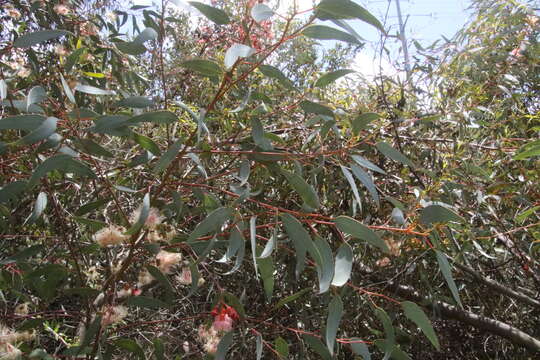 Слика од Eucalyptus torquata Luehm.