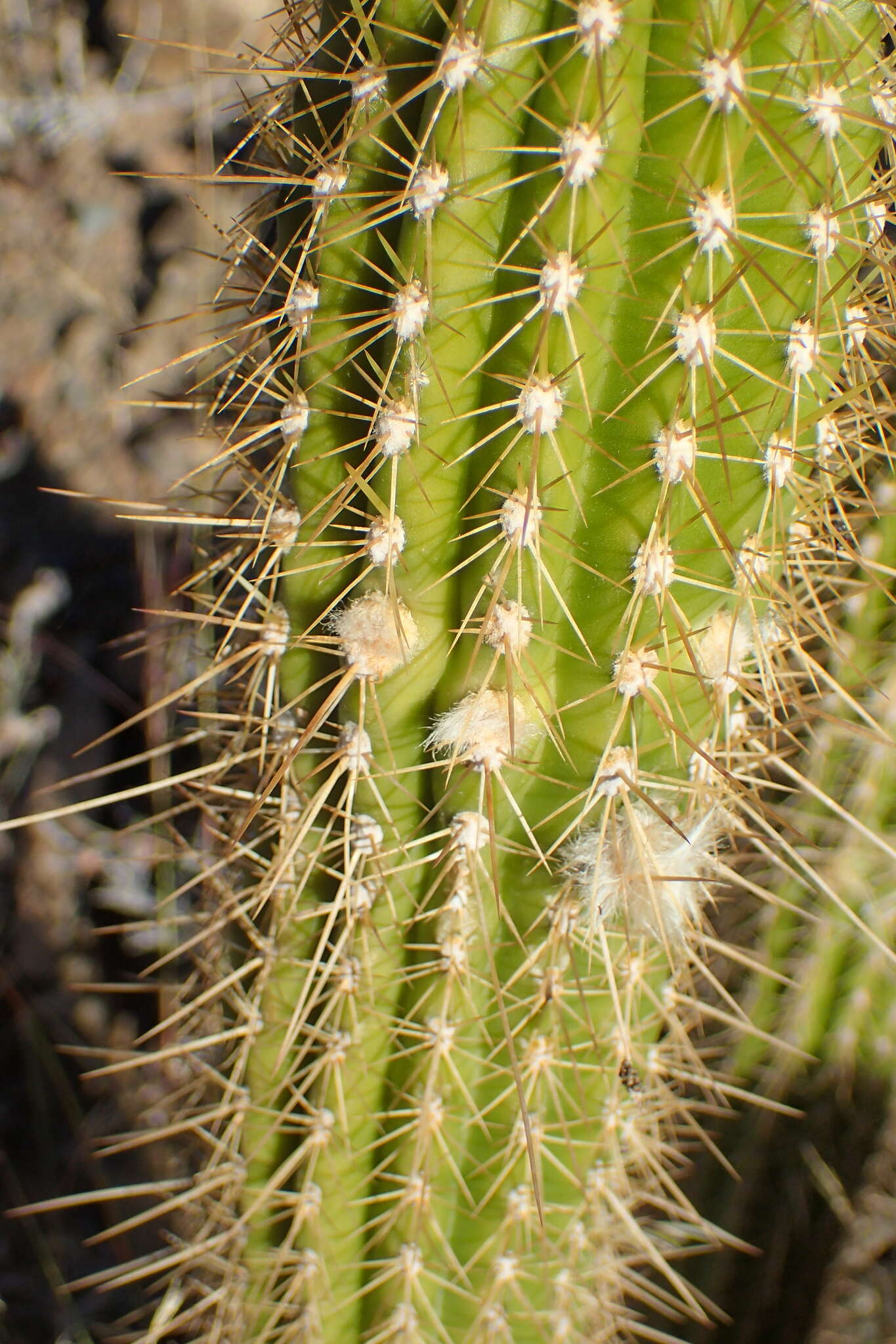 Imagem de <i>Trichocereus spachianus</i>