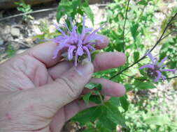 Image of wild bergamot