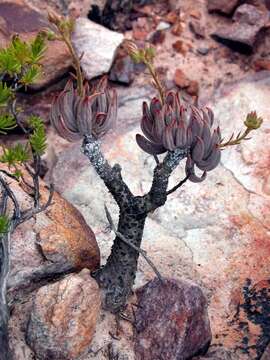 Image de Tylecodon pearsonii (Schönl.) H. Tölken