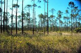 Image of Slash Pine