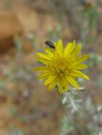 Plancia ëd Oedera relhanioides (Schltr.) N. G. Bergh