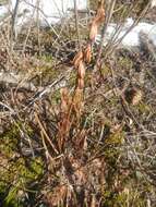 Image of hooded coralroot