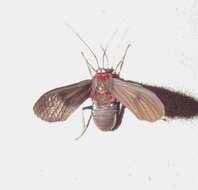 Image of Saurita cassandra Linnaeus 1758