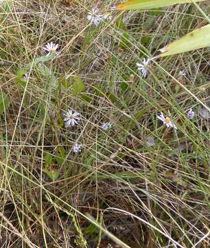 Image of scaleleaf aster