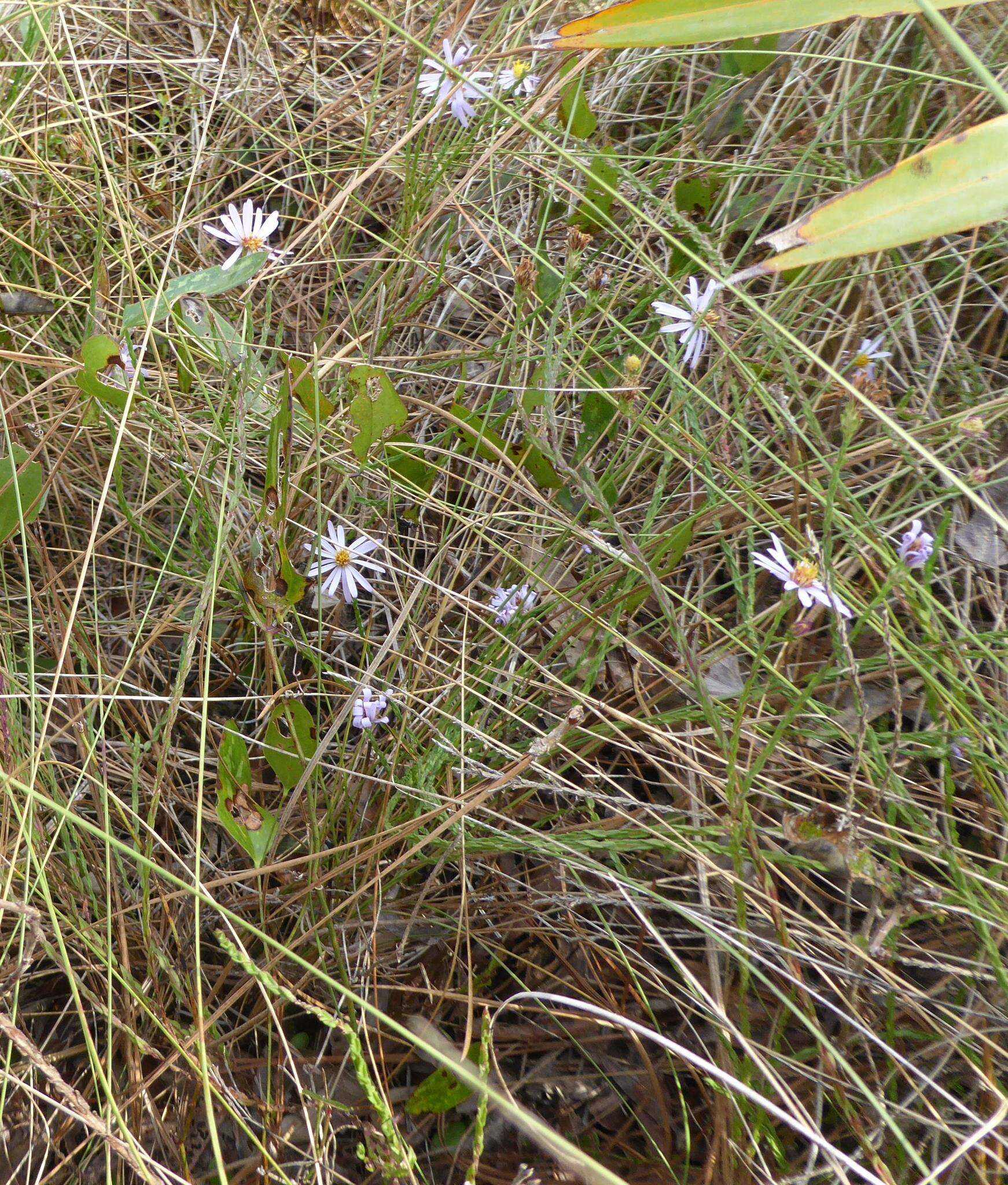 Image of scaleleaf aster