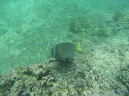 Image of Razor Surgeonfish