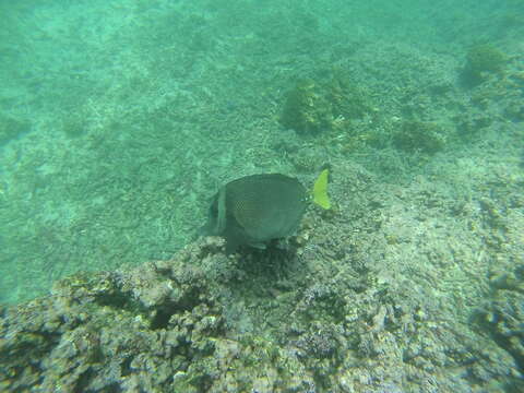 Image of Razor Surgeonfish