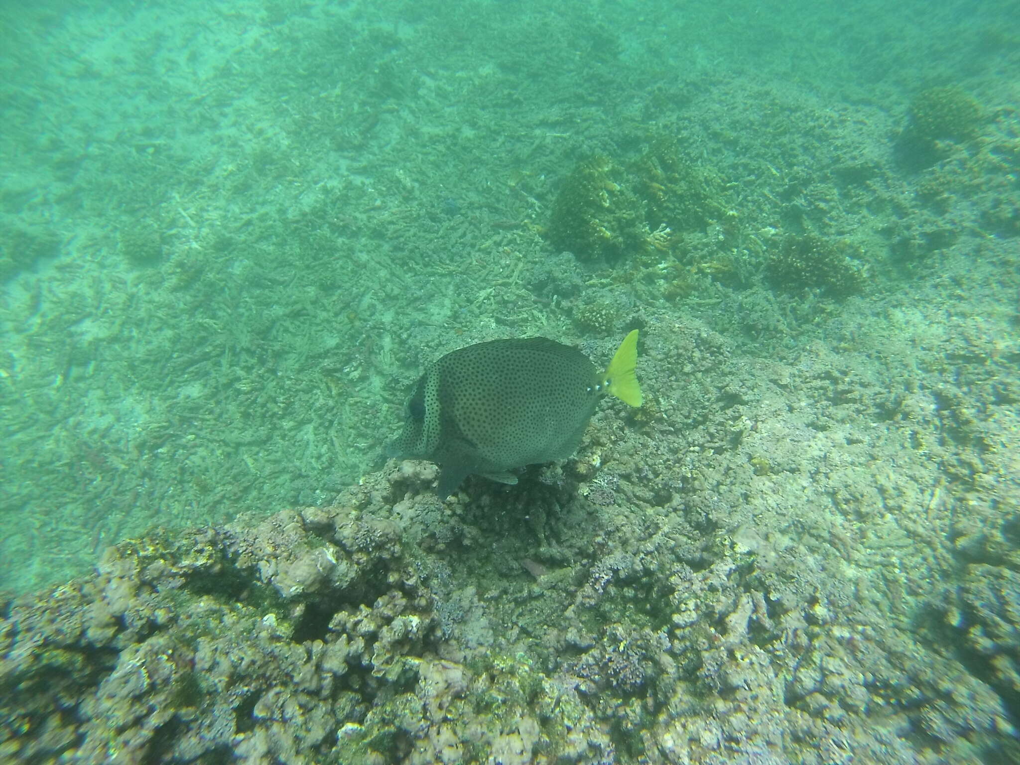 Image of Razor Surgeonfish