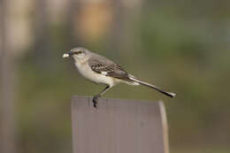 Image of Northern Mockingbird