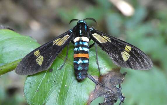 Image of Euchromia schoutedeni Debauche 1936