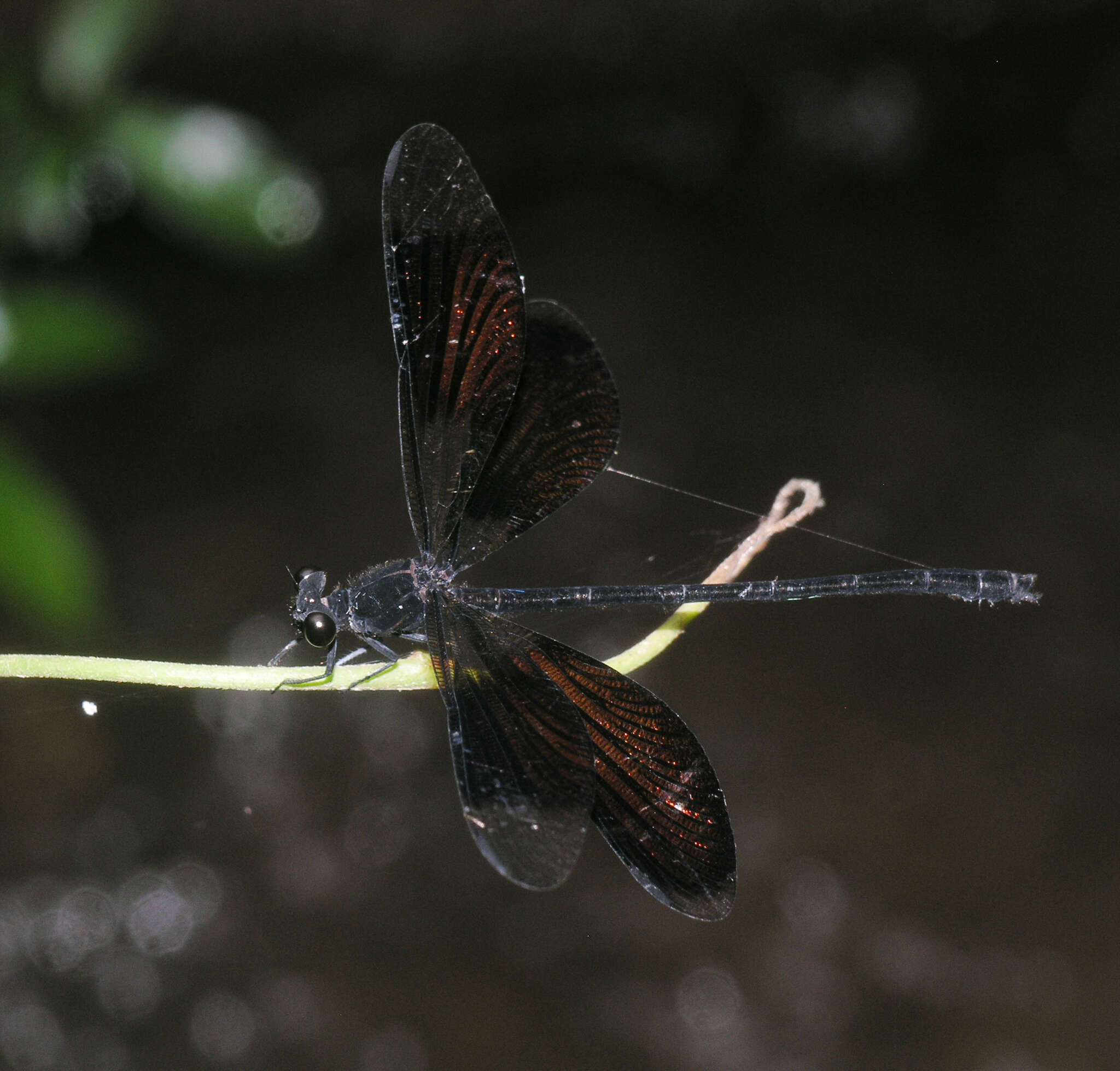 Image de Euphaea inouei Asahina 1977