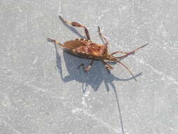 Image of Pine Seed Bug