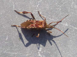 Image of Pine Seed Bug