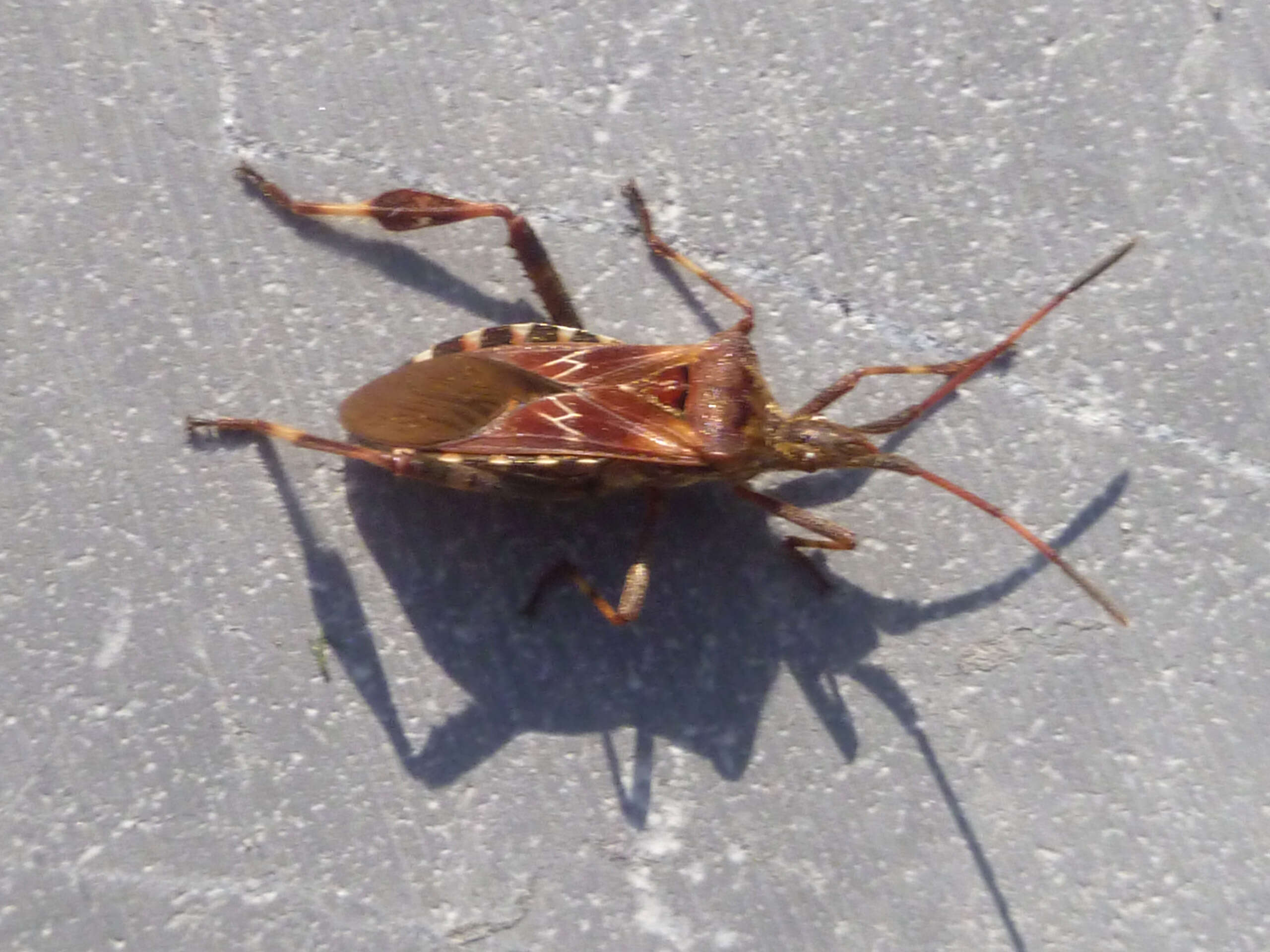 Image of Pine Seed Bug