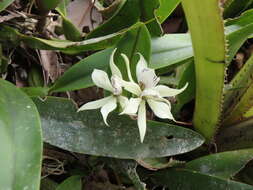 Image of Prosthechea fragrans (Sw.) W. E. Higgins