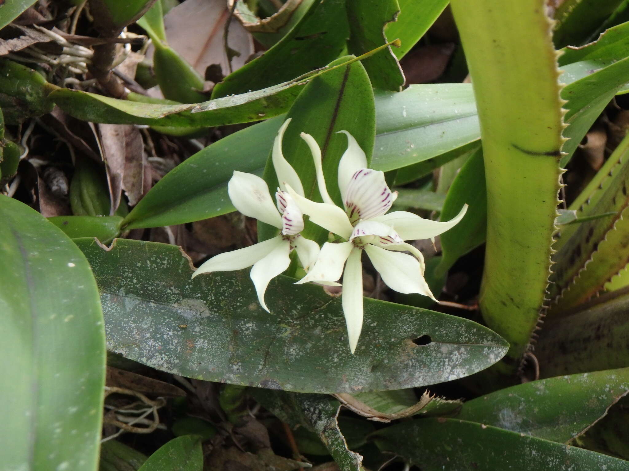 Image of Prosthechea fragrans (Sw.) W. E. Higgins