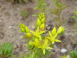 Слика од Sedum stenopetalum Pursh