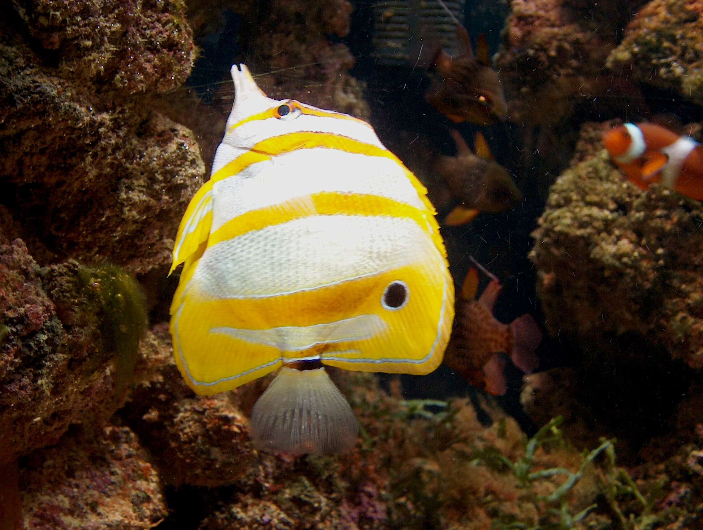 Image of Banded Longsnout Butterflyfish