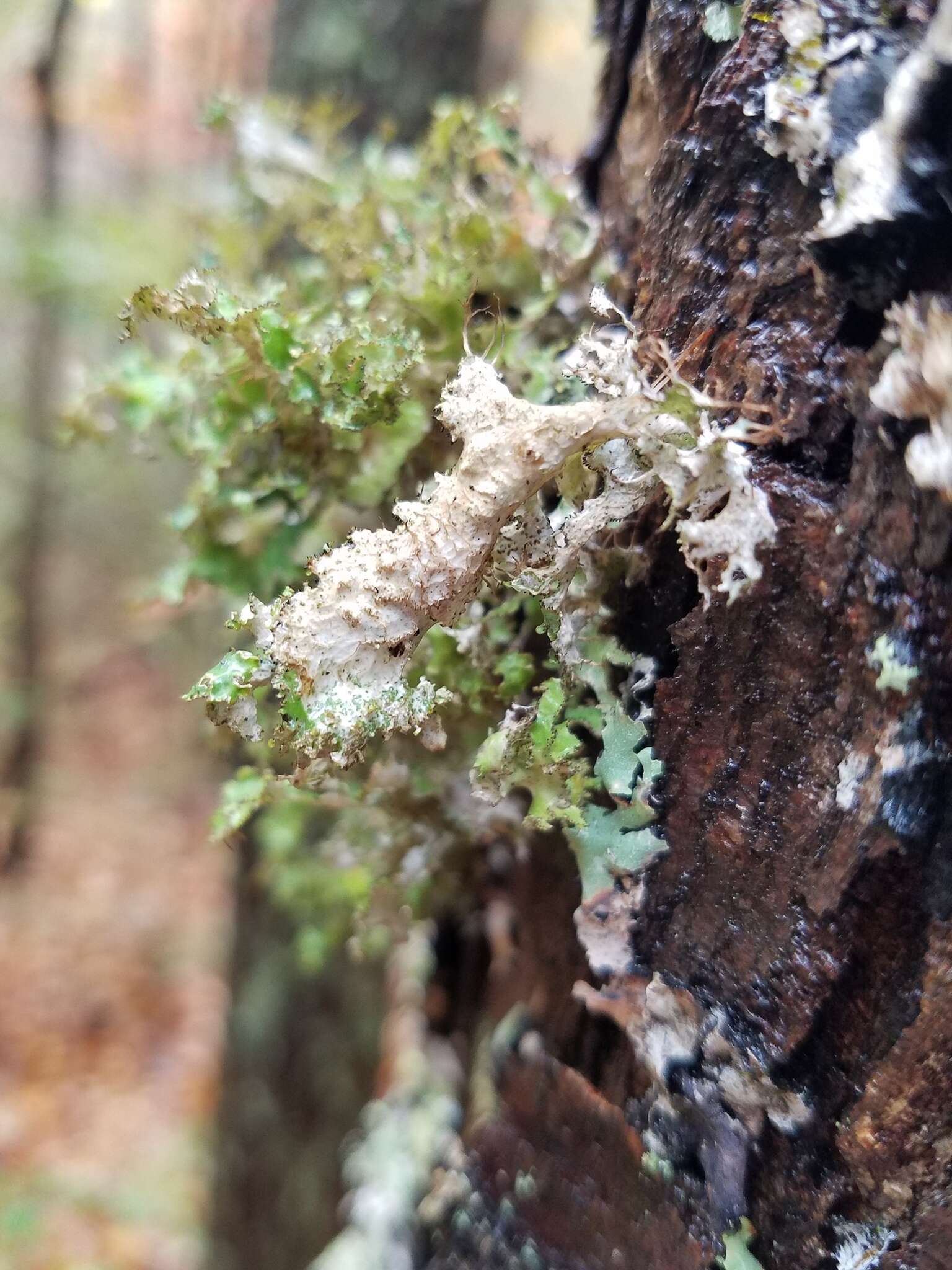 Слика од Tuckermanopsis ciliaris