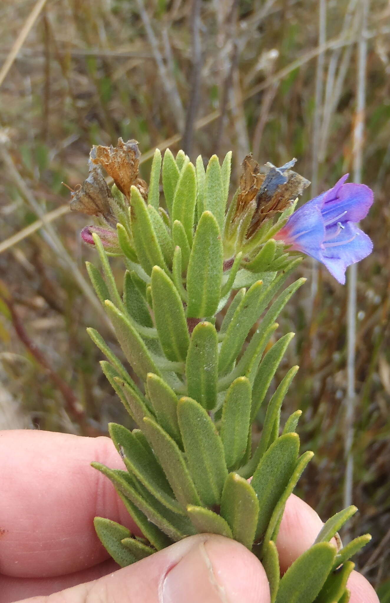 Image of Lobostemon marlothii Levyns