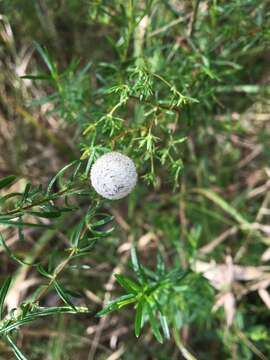 صورة Eriocaulon decangulare L.