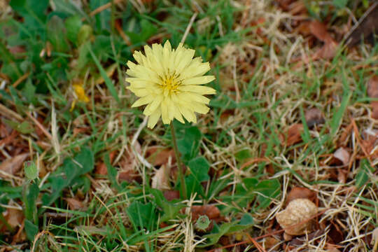 Image of tuberous desert-chicory