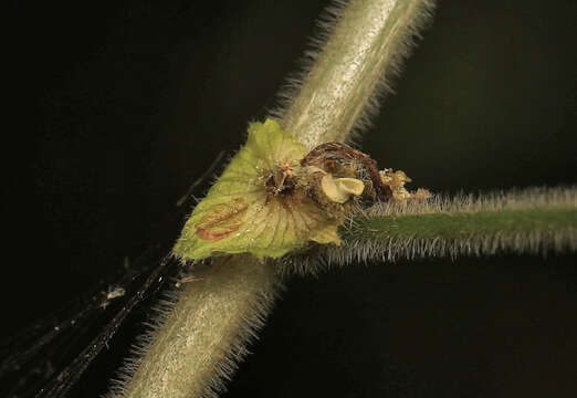 Image of Acalypha glabrata f. pilosior (Kuntze) Prain & Hutch.