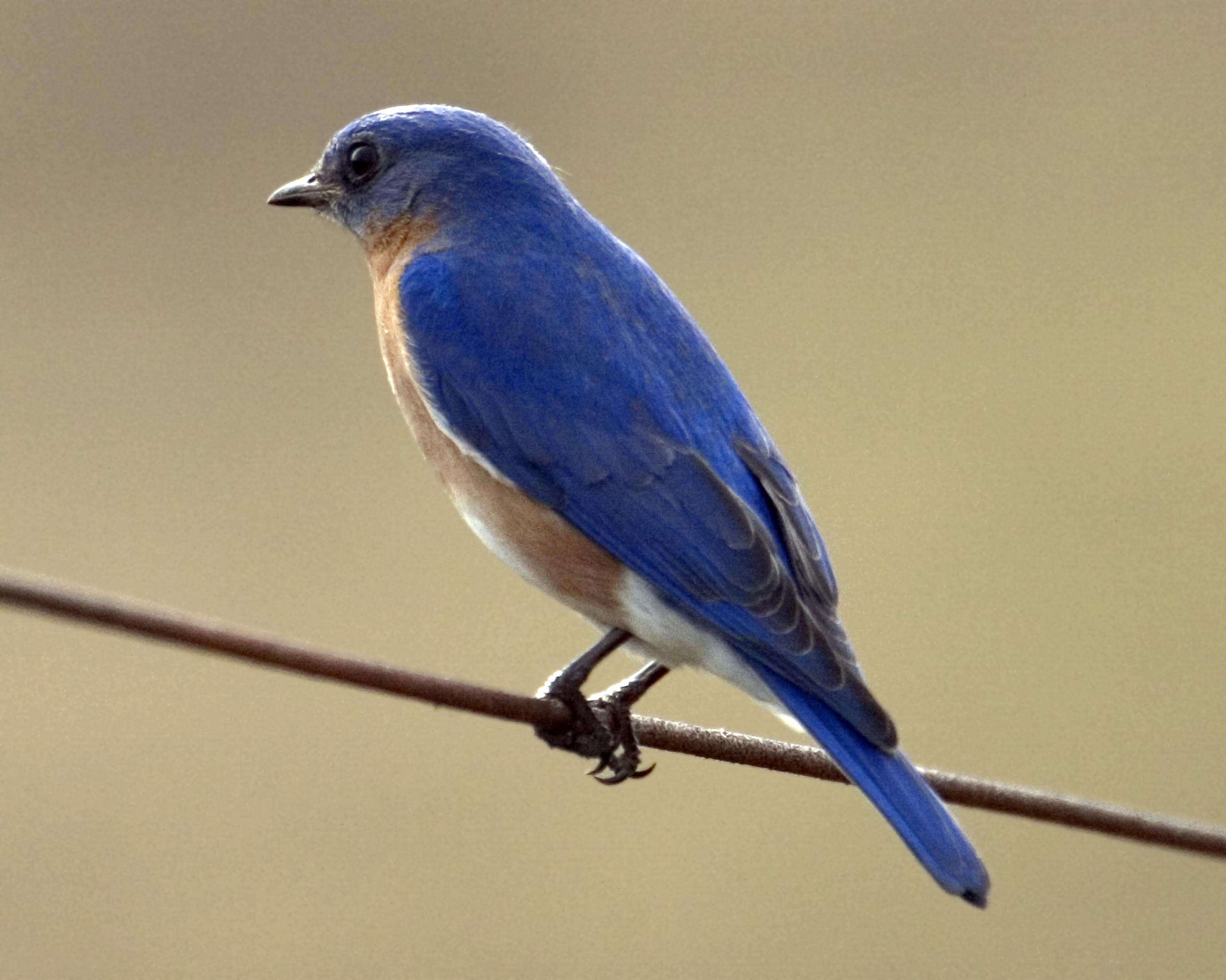 Image of Eastern Bluebird