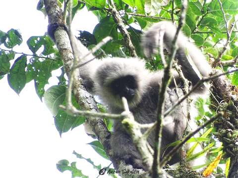 Image of silvery gibbon