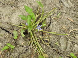 Heteranthera limosa (Sw.) Willd. resmi