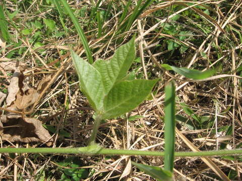 Image of kudzu