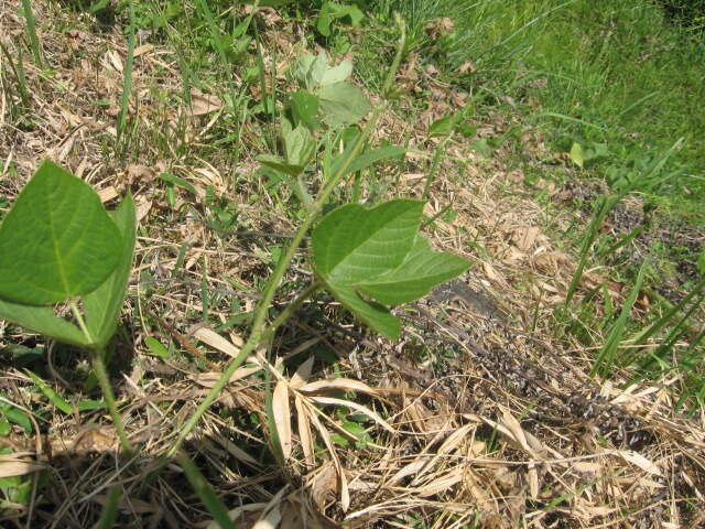 Image de Pueraria montana (Lour.) Merr.