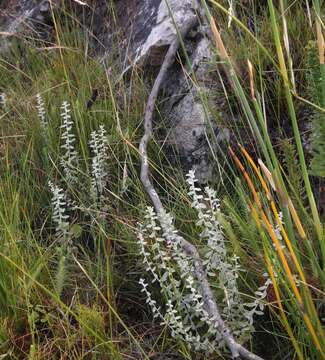 Image of Helichrysum marifolium DC.