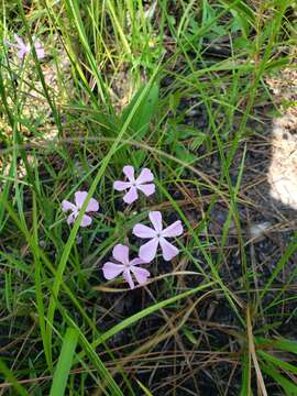 Image of Florida Phlox