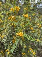 صورة <i>Senna coronilloides</i>