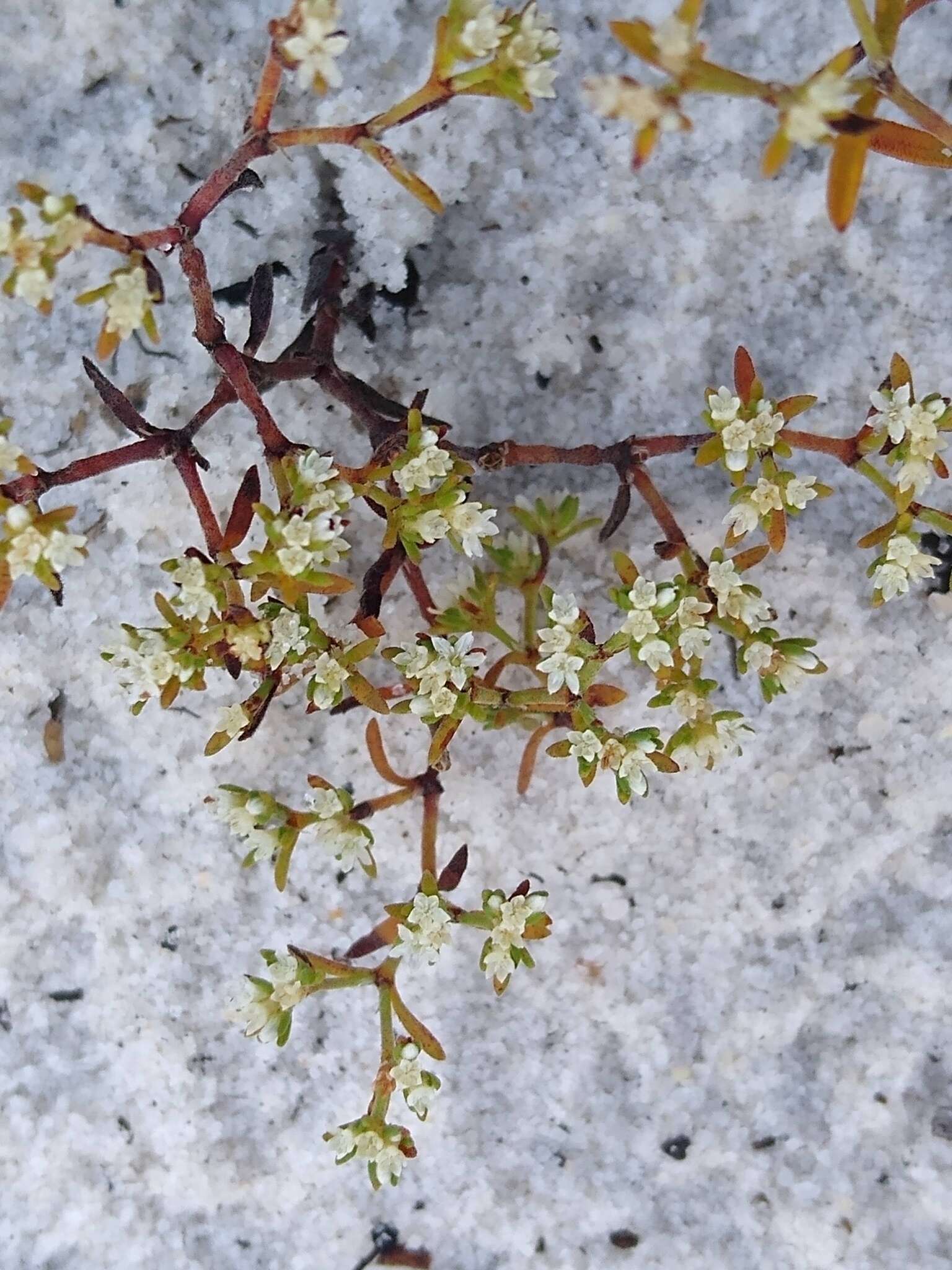 Image of American nailwort