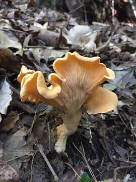 Image of Cantharellus lateritius (Berk.) Singer 1951