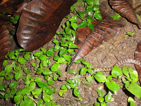 صورة Leptodeira rhombifera Günther 1872