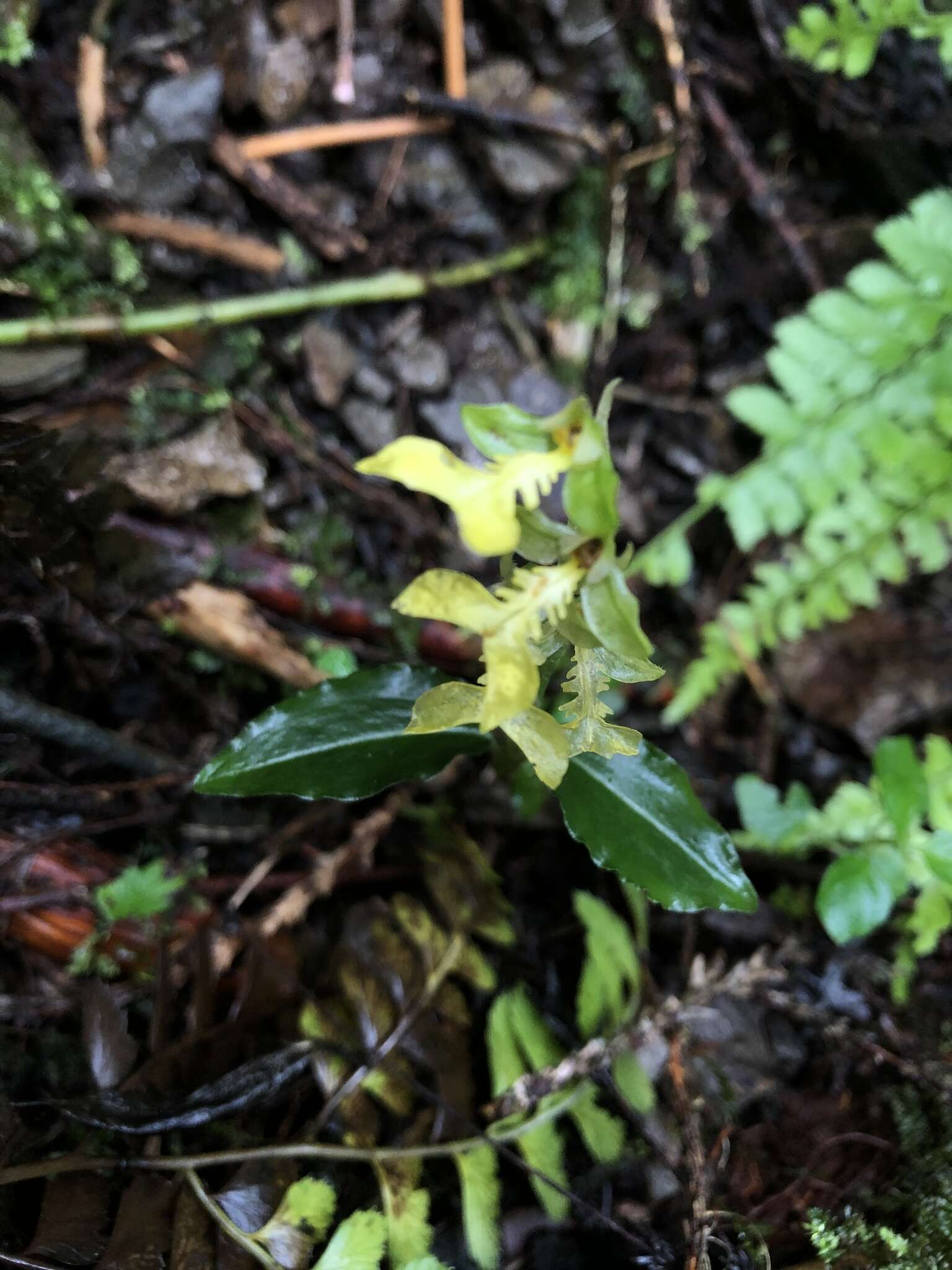 Odontochilus lanceolatus (Lindl.) Blume resmi